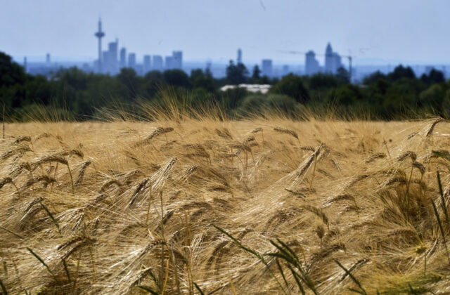 Nové pravidlá EÚ otvoria cestu rastlinám odolnejším voči suchu, škodcom aj klimatickým zmenám