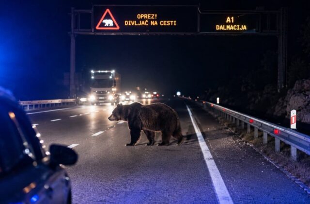 Medveď na diaľnici A1 v Chorvátsku. Úrady varujú vodičov, aby boli pozorní